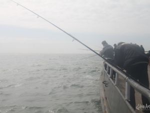 ua130413zeevissen012.JPG